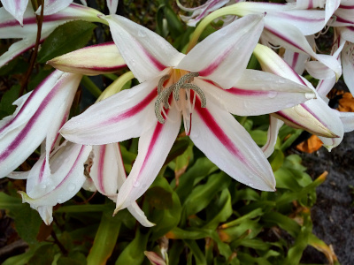 [A close view of the inside of one six-petal flower. Each petal is white with a reddish-pink stripe extending from the middle of the flower to three quarters the length of the petal. The stamen are thick and grey speckled.]